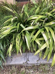 Dianella sandwicensis