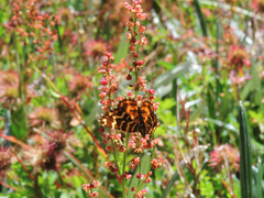Chrysolarentia chrysocyma