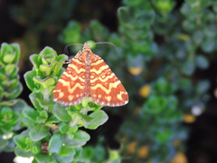 Chrysolarentia chrysocyma