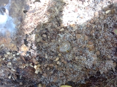 Annabellia assimilans