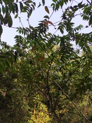 Woodfordia fruticosa