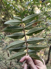 Woodfordia fruticosa