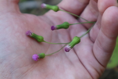 Emilia sonchifolia image