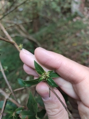 Woodfordia fruticosa