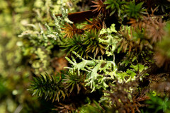 Cladonia ceratophylla