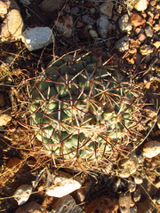 Coryphantha poselgeriana