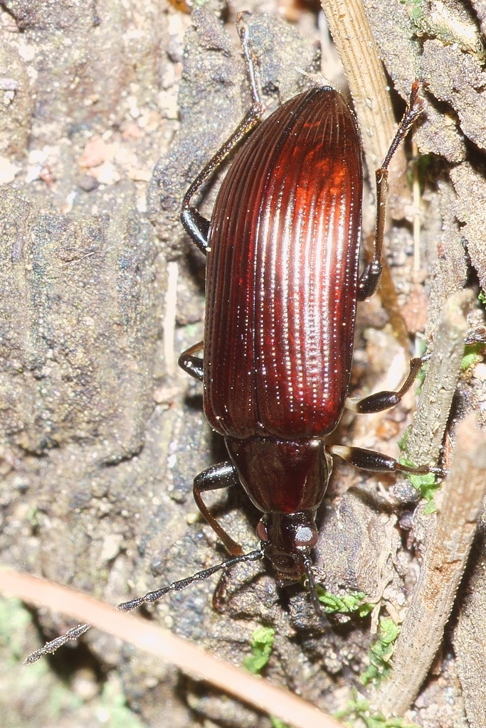 Metallic Combclawed Beetle