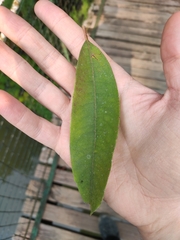 Cratoxylum cochinchinense