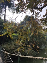 Cratoxylum cochinchinense