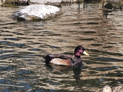 Anas platyrhynchos × Netta rufina