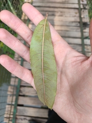 Cratoxylum cochinchinense