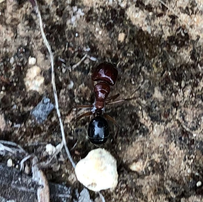 Myrmophyma