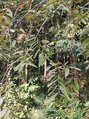 Cratoxylum cochinchinense