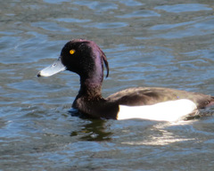 Aythya fuligula