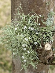 Ramalina stenospora
