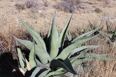 Agave asperrima