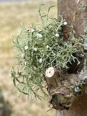 Ramalina stenospora