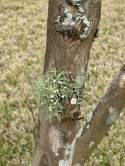 Ramalina stenospora