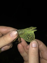 Anolis aequatorialis