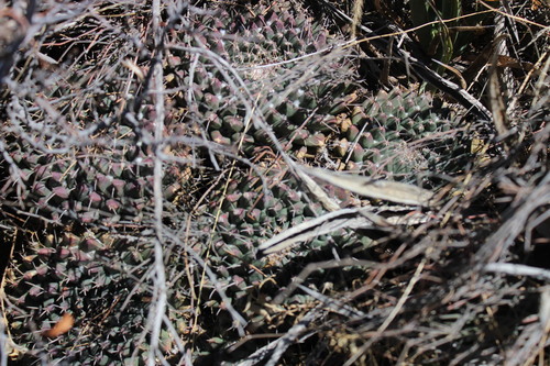 Image of Mammillaria winterae by (c) Francisco Martínez González, some rights reserved (CC BY-SA)