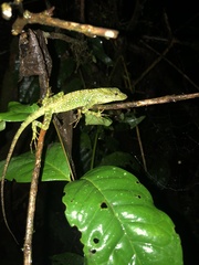 Anolis aequatorialis