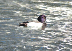 Aythya fuligula