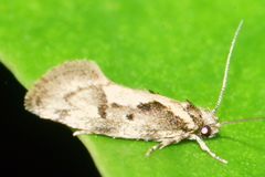 Tingena ancogramma