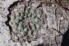 Thelocactus rinconensis