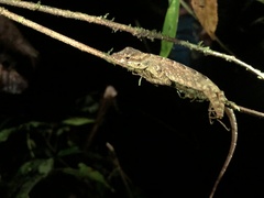 Anolis aequatorialis