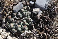 Thelocactus rinconensis