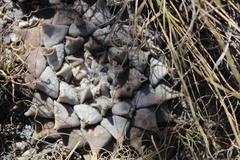 Ariocarpus retusus retusus