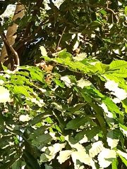 Aphanamixis polystachya