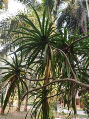 Dracaena cambodiana