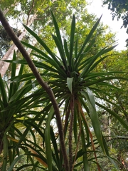 Dracaena cambodiana