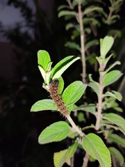 Anartia jatrophae