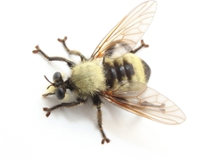 Laphria champlainii
