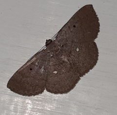 Parilexia cermala