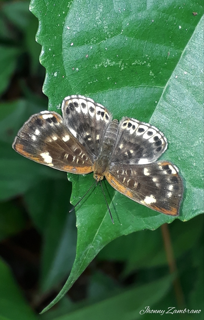 Synargis abaris
