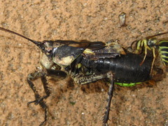 Paratlanticus ussuriensis