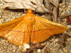 Striglina cancellata