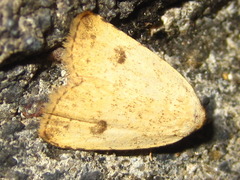 Anachrostis nigripunctalis