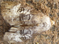Bryophilina mollicula