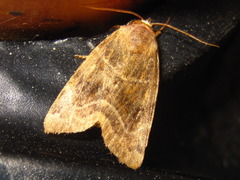 Cosmia camptostigma