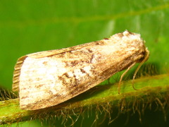 Bryophilina mollicula