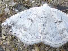 Lomographa temerata