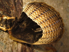 Brahmaea certhia