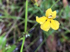 Goodenia ovata