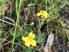 Goodenia ovata