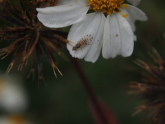 Campiglossa sororcula