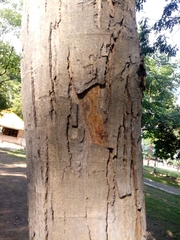 Brosimum alicastrum